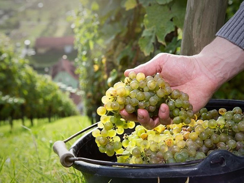 rượu vang domaine weinbach cuvée sainte catherine riesling