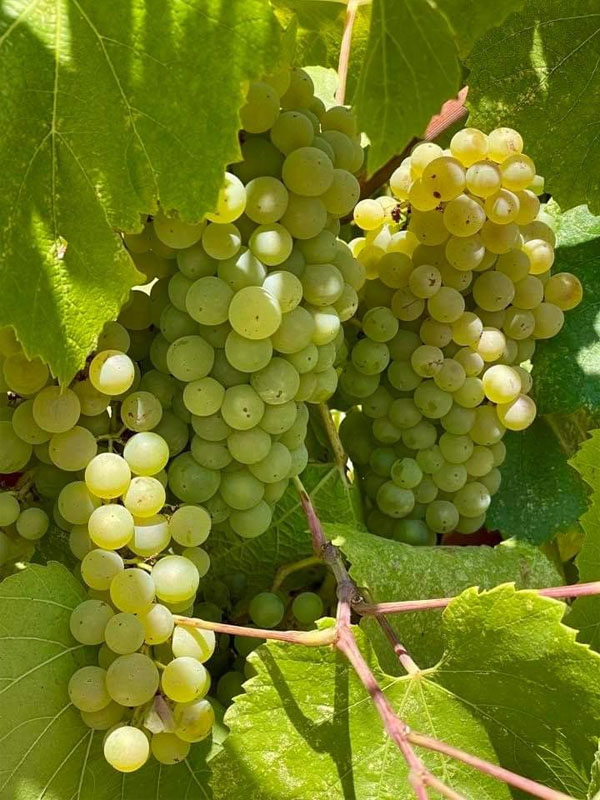 rượu vang domaine weinbach les treilles du loup gewurztraminer