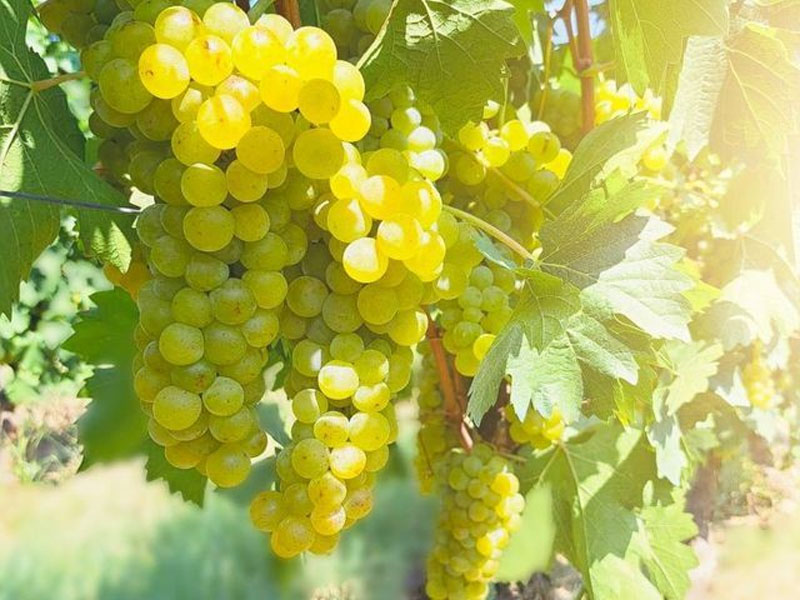 rượu vang domaine weinbach riesling