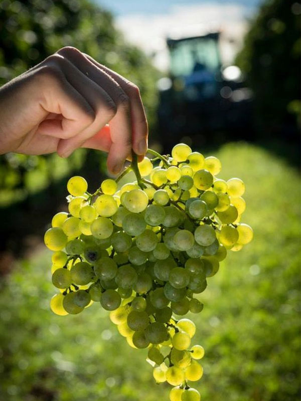 rượu vang domaine zind humbrecht brand riesling vieilles vignes rượu vang domaine zind humbrecht brand riesling vieilles vignes