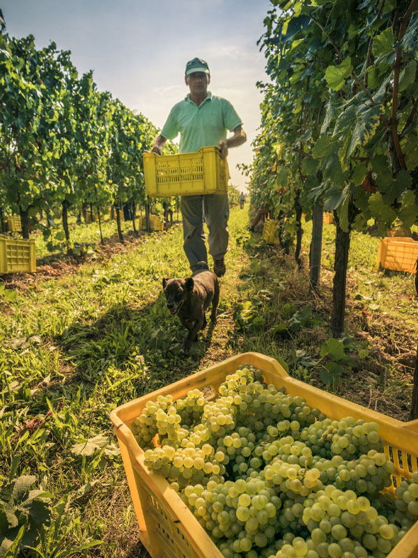 rượu vang domaine zind humbrecht clos jebsal sélection rượu vang domaine zind humbrecht clos jebsal sélection