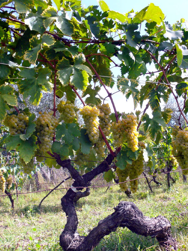 rượu vang domaine zind humbrecht clos windsbuhl gewurztraminer rượu vang domaine zind humbrecht clos windsbuhl gewurztraminer