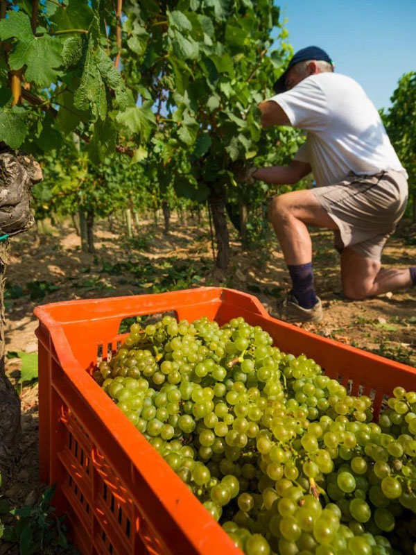 rượu vang domaine zind humbrecht clos windsbuhl pinot gris