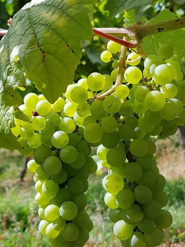 rượu vang domaine zind humbrecht gewurztraminer clos saint urbain rượu vang domaine zind humbrecht gewurztraminer clos saint urbain