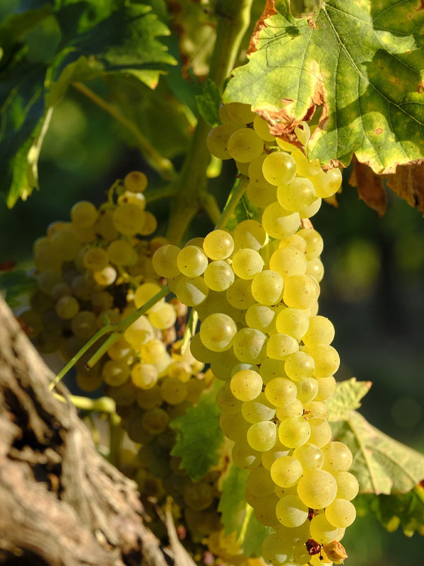 rượu vang domaine zind humbrecht gewurztraminer roche roulée