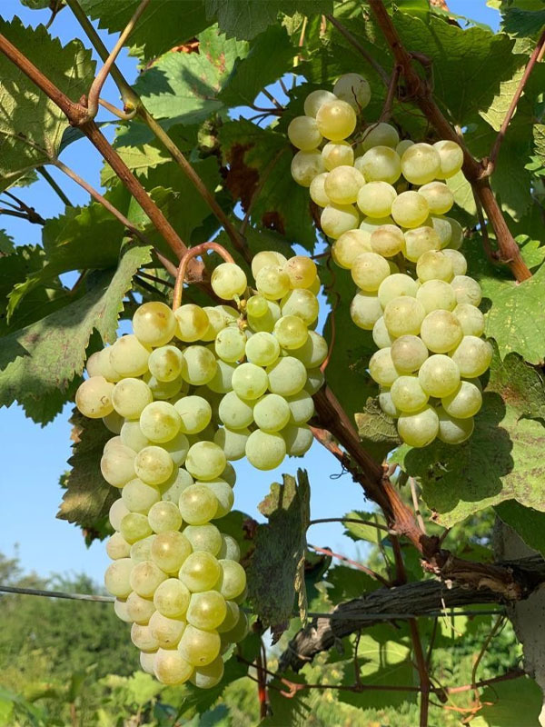 rượu vang domaine zind humbrecht goldert gewurztraminer grand cru rượu vang domaine zind humbrecht goldert gewurztraminer grand cru