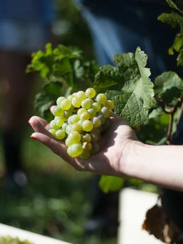 rượu vang domaine zind humbrecht heimbourg gewurztraminer rượu vang domaine zind humbrecht heimbourg gewurztraminer