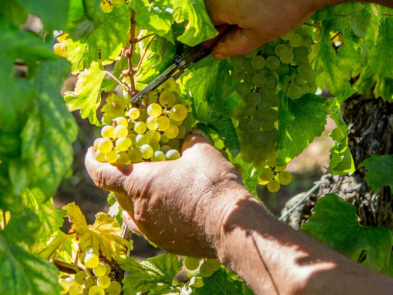 rượu vang domaine zind humbrecht muscat turckheim