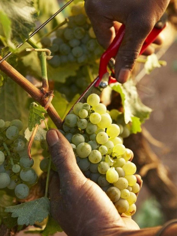 rượu vang domaine zind humbrecht pinot gris