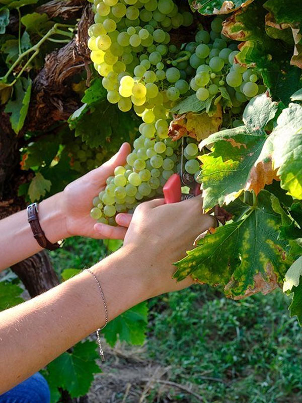 rượu vang domaine zind humbrecht riesling roche granitique