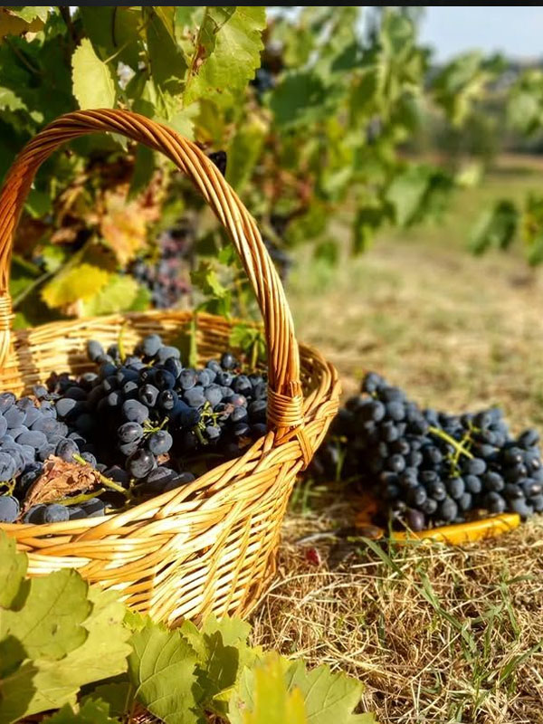 rượu vang famille carabello-baum grands esprits