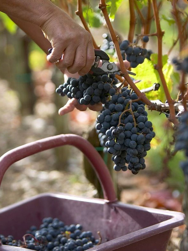 rượu vang famille carabello-baum micault