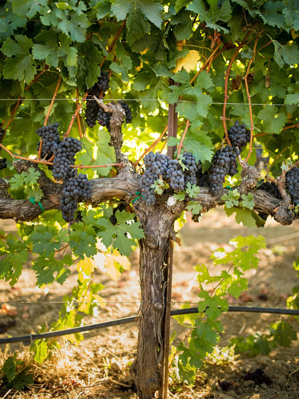 rượu vang famille carabello-baum clos marey-monge monopole