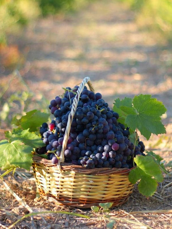 rượu vang famille carabello-baum nicolas joseph