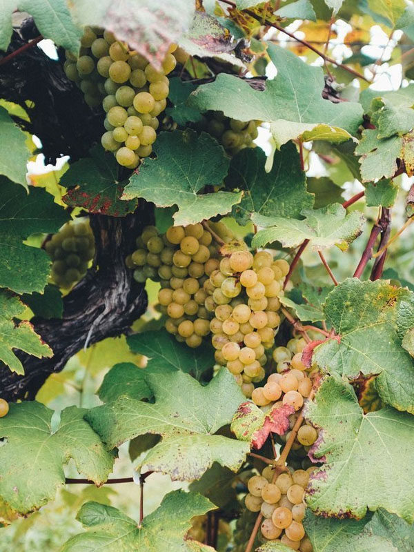 rượu vang famille perrin châteauneuf du pape les sinards blanc