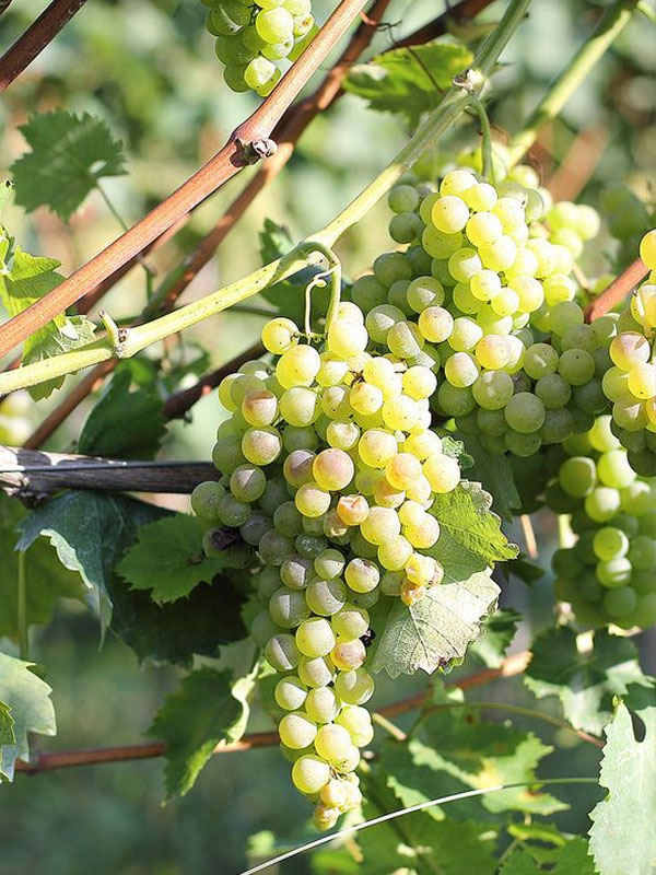 rượu vang famille perrin côtes du rhône reserve blanc rượu vang famille perrin côtes du rhône reserve blanc