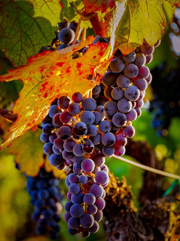 rượu vang famille perrin côtes-du-rhône réserve, rose