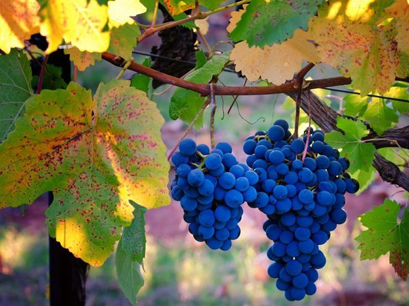 rượu vang famille perrin côtes-du-rhône réserve, rouge