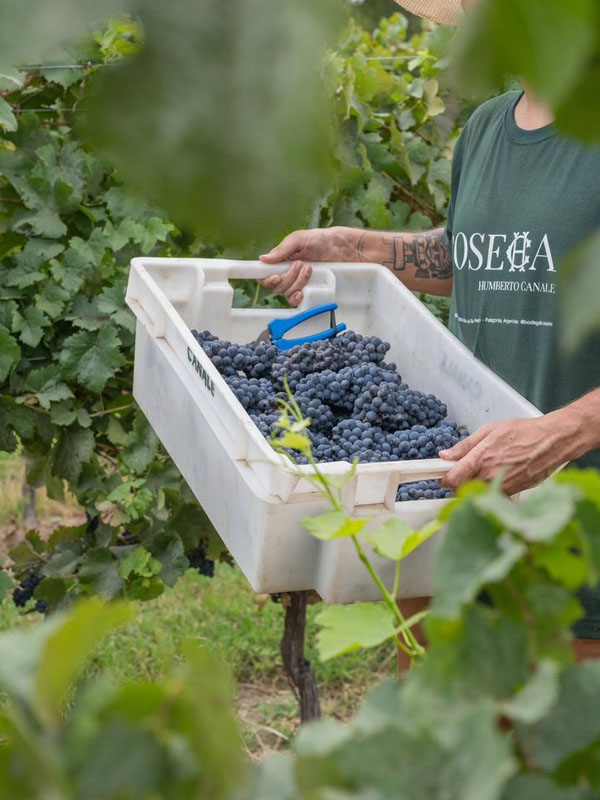rượu vang famille perrin les sinards châteauneuf-dupape rouge