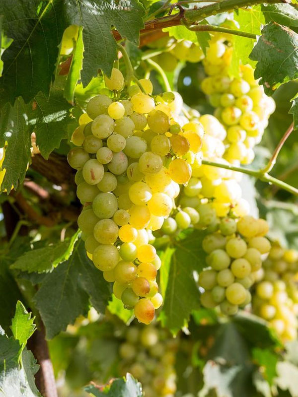 rượu vang famille perrin nature côtes du rhône blanc