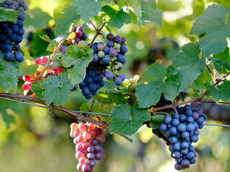 rượu vang famille perrin nature côtes-du-rhône, rose