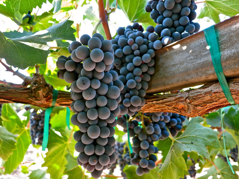 rượu vang famille perrin nature côtes-du-rhône, rouge