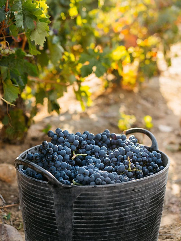 rượu vang famille perrin rasteau l andéol