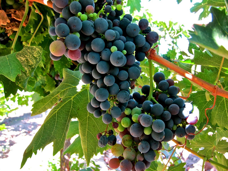 rượu vang famille perrin vinsobres les cornuds rượu vang famille perrin vinsobres les cornuds