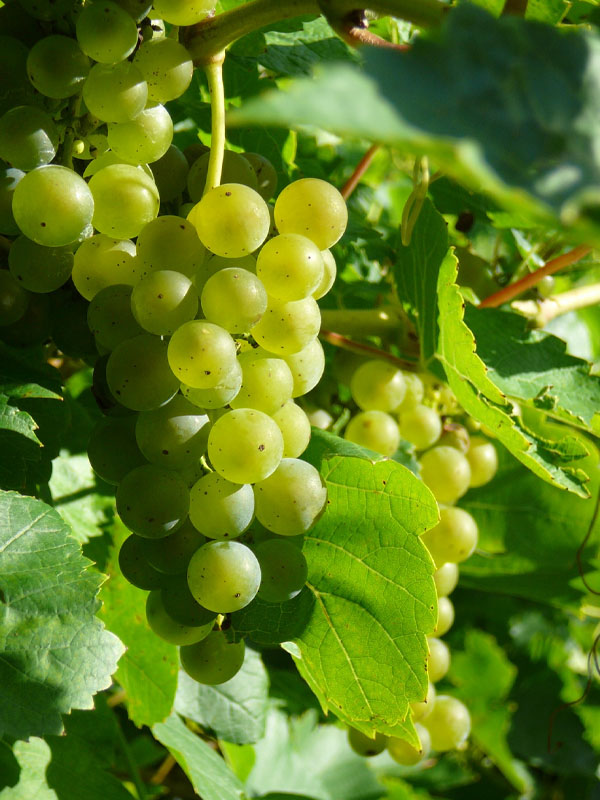 rượu vang la vieille ferme blanc