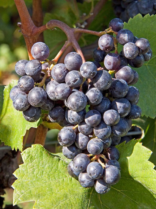 rượu vang la vieille ferme rose rượu vang la vieille ferme rose