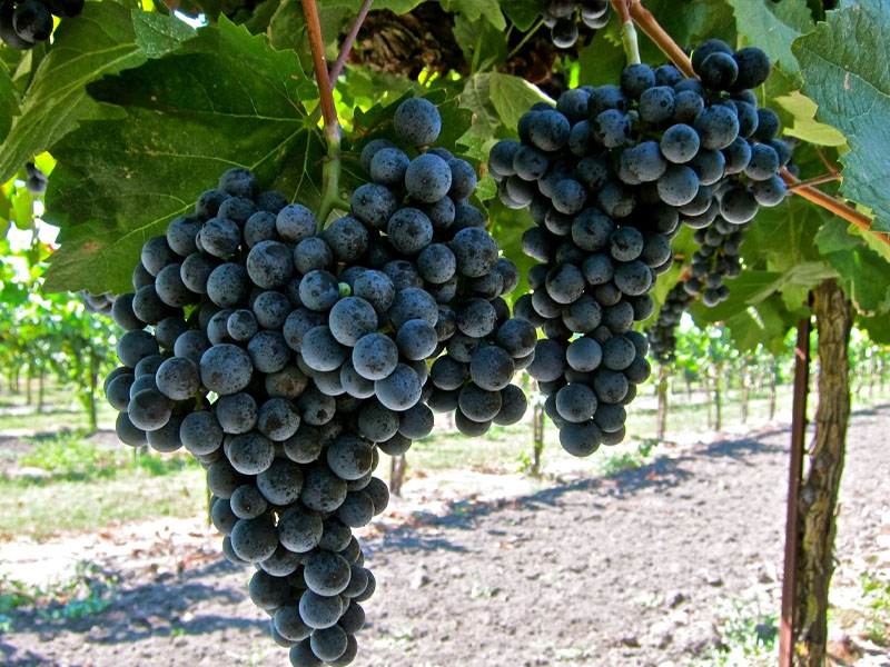 rượu vang la vieille ferme rouge rượu vang la vieille ferme rouge