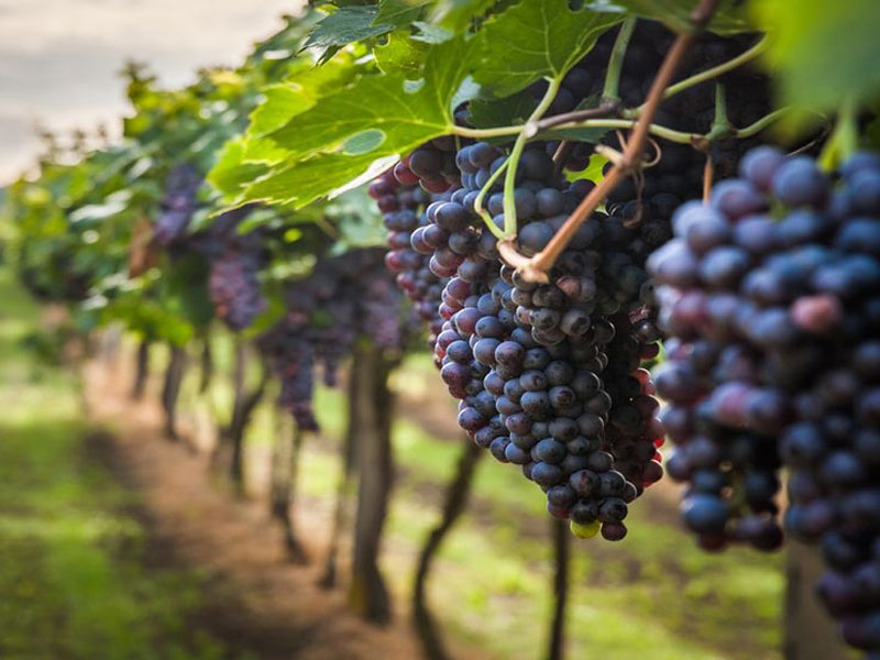 rượu vang le cabanon syrah