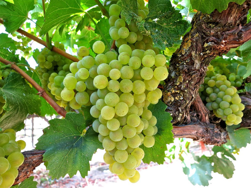 rượu vang lucien crochet sancerre blanc