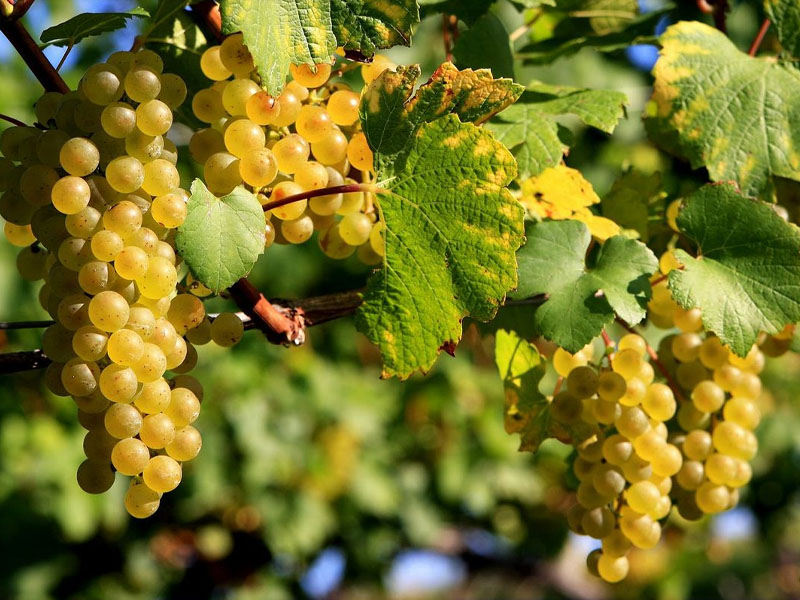 rượu vang lucien crochet sancerre blanc le chene marchand rượu vang lucien crochet sancerre blanc le chene marchand