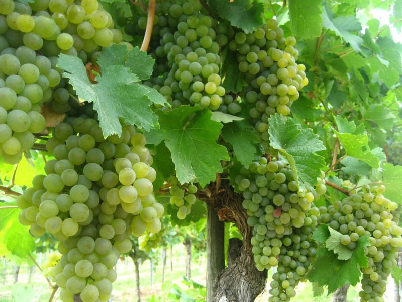 rượu vang lucien crochet sancerre blanc les calcaires