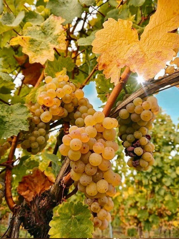 rượu vang maison les alexandrins condrieu rượu vang maison les alexandrins condrieu