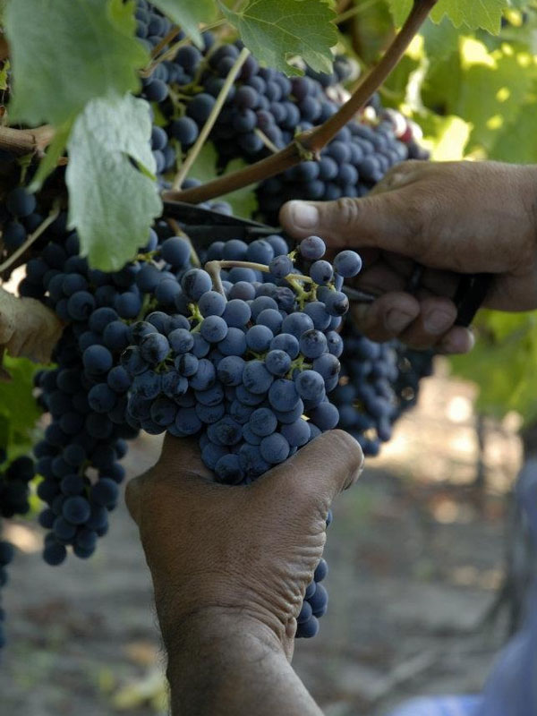 rượu vang maison les alexandrins côte-rôtier