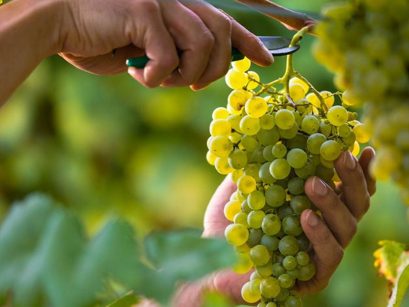 rượu vang maison les alexandrins crozes hermitage blanc rượu vang maison les alexandrins crozes hermitage blanc