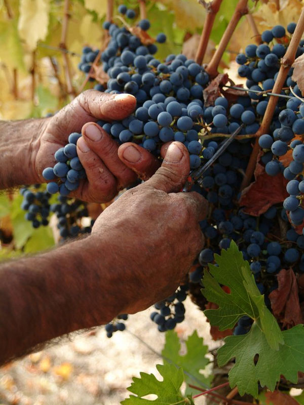 rượu vang maison les alexandrins crozes hermitage rouge