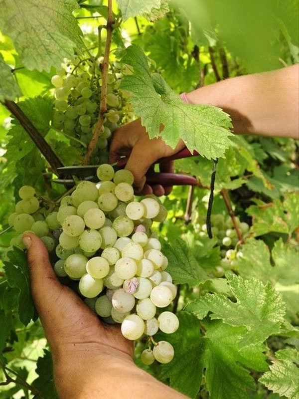 rượu vang maison les alexandrins hermitage blanc