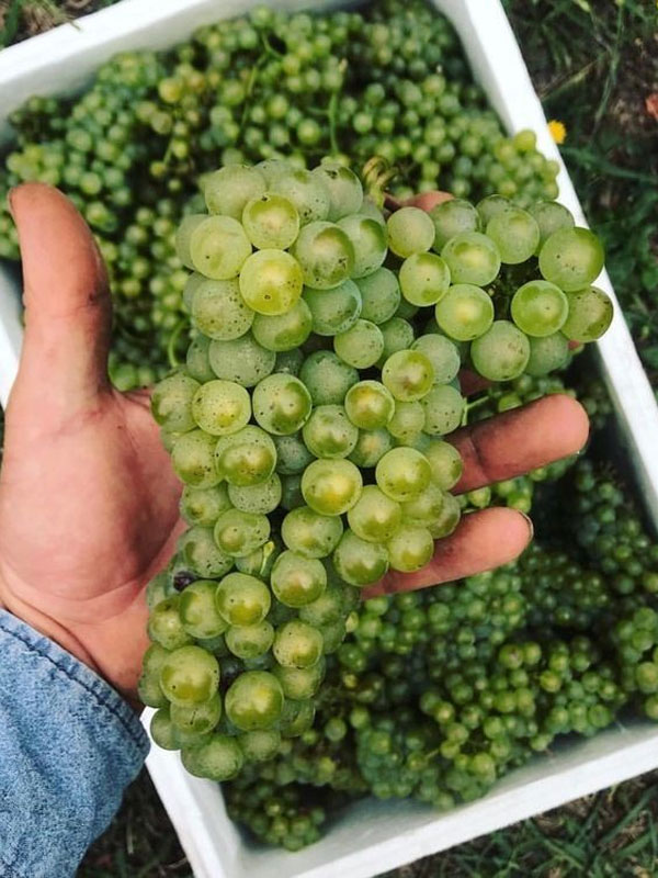 rượu vang maison les alexandrins saint-joseph blanc rượu vang maison les alexandrins saint-joseph blanc