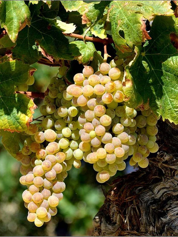 rượu vang bouchard pere & fils beaune blanc