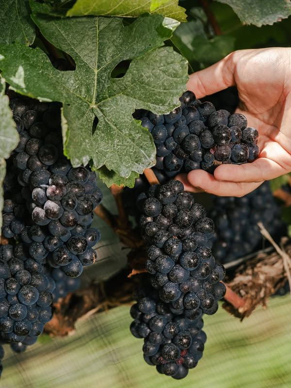 rượu vang bouchard père & fils chambertin-clos-de beze grand cru