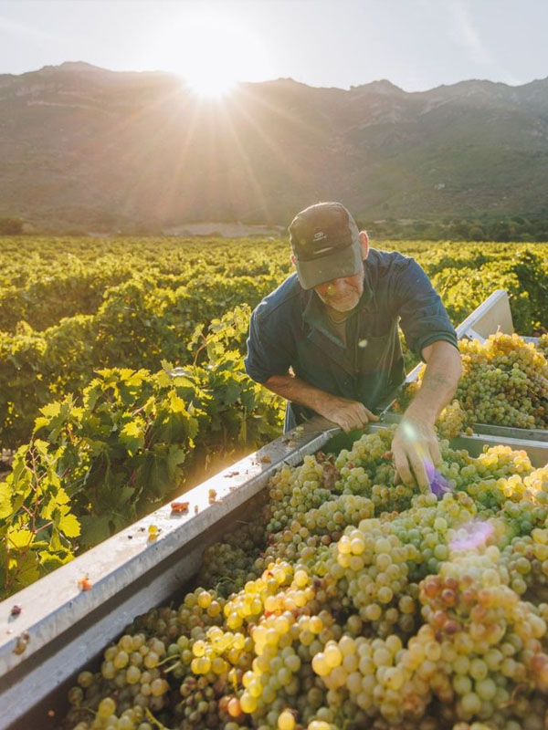 rượu vang bouchard père & fils chevalier montrachet grand cru