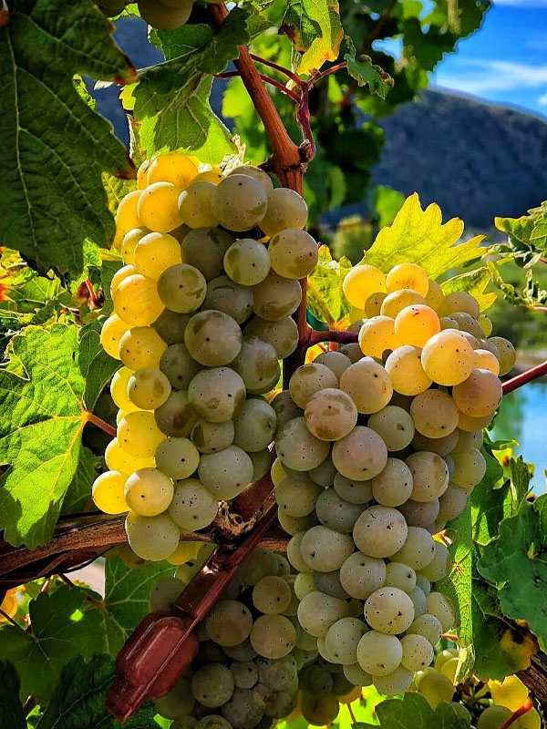 rượu vang bouchard père & fils la vignée bourgogne chardonnay