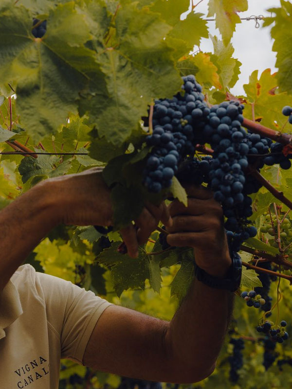 rượu vang bouchard père & fils la vignée bourgogne pinot noir