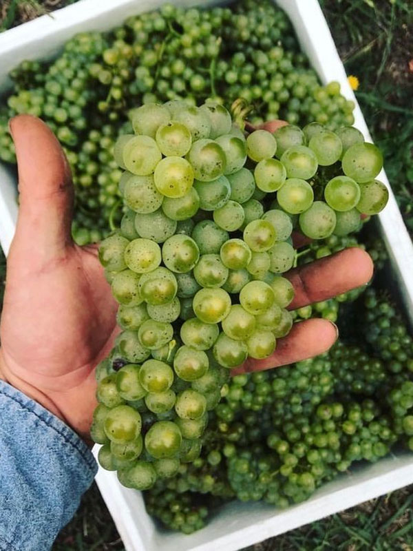 rượu vang bouchard pere & fils meursault les clous rượu vang bouchard pere & fils meursault les clous