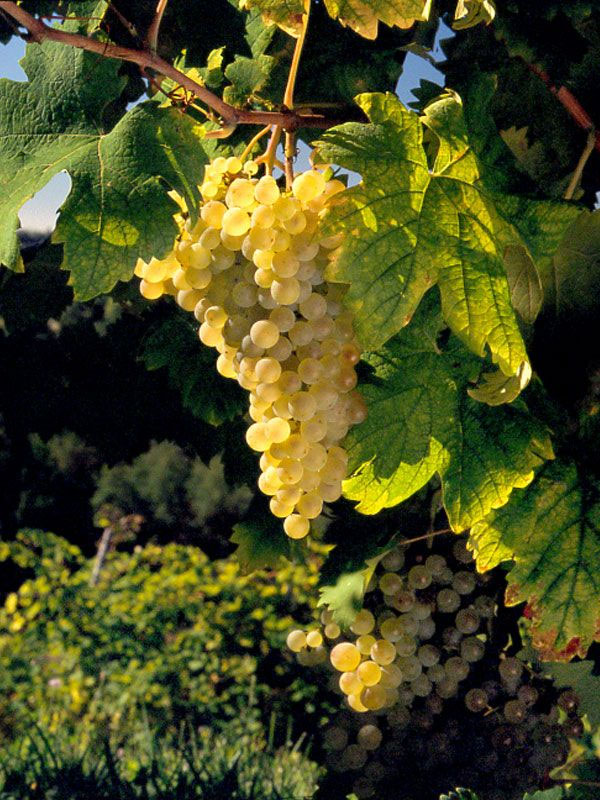 rượu vang bouchard pere & fils montagny premier cru rượu vang bouchard pere & fils montagny premier cru