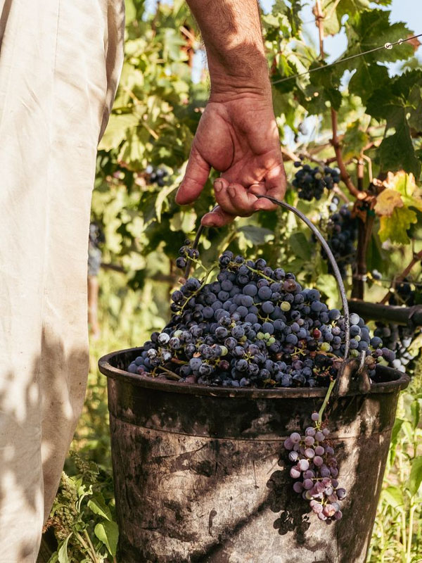 rượu vang bouchard père & fils volnay caillerets ancienne cuvée carnot