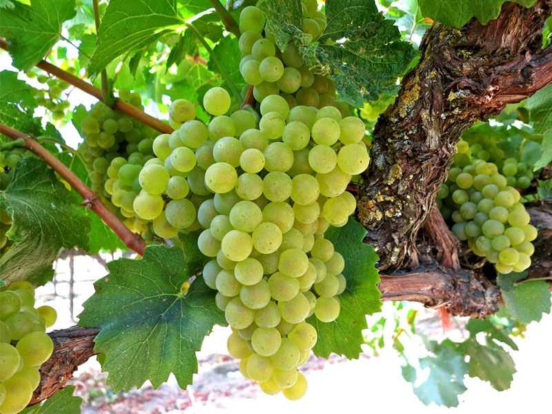 rượu vang billaud simon chablis